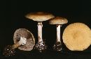 Agrocybe acericola image