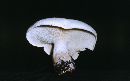 Clitocybe robusta image