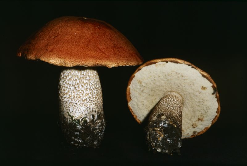 Leccinum insigne var. insigne image