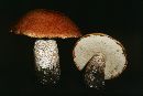 Leccinum insigne image