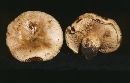 Paxillus vernalis image