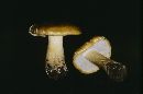 Tricholoma leucophyllum image