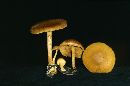 Pholiota tuberculosa image