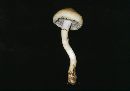 Stropharia riparia image