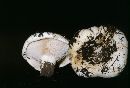 Lactarius controversus image