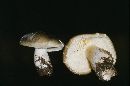 Tricholoma saponaceum image