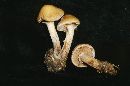 Pholiota alnicola image