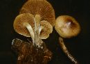 Pholiota spumosa image