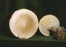 Infundibulicybe geotropa image