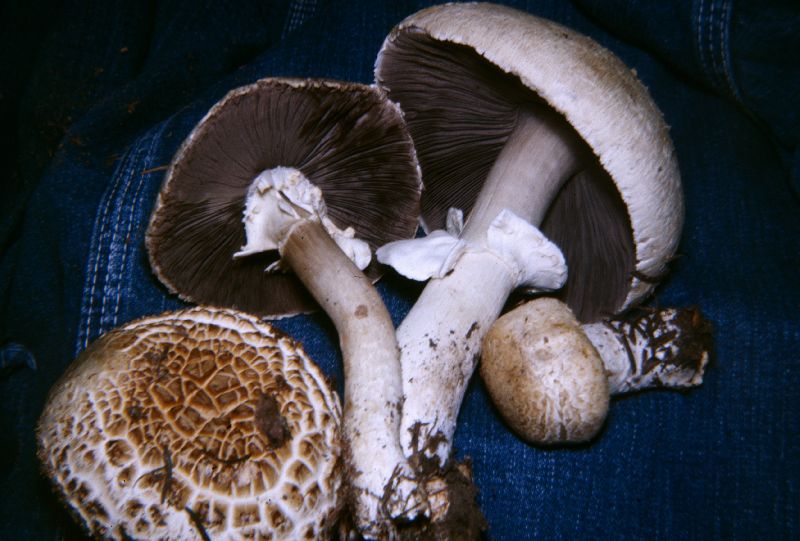 Agaricus augustus image