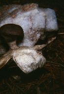 Geastrum pectinatum image