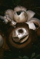 Geastrum triplex image