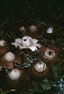 Geastrum triplex image