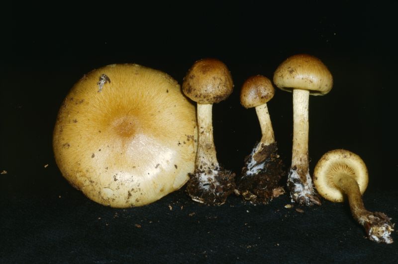 Pholiota bakerensis image