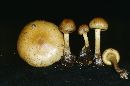 Pholiota bakerensis image