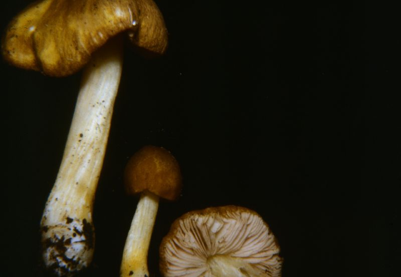 Pluteus aurantiacus image