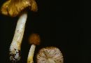 Pluteus aurantiacus image