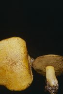 Suillus tomentosus image