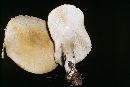 Floccularia luteovirens f. luteovirens image