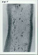 Floccularia pitkinensis image