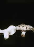 Lactarius torminosus image