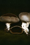 Helvella leucomelaena image