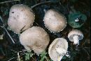 Image of Armillaria pitkinensis