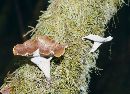 Polyporus picipes image