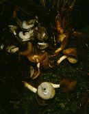 Helvella stevensii image