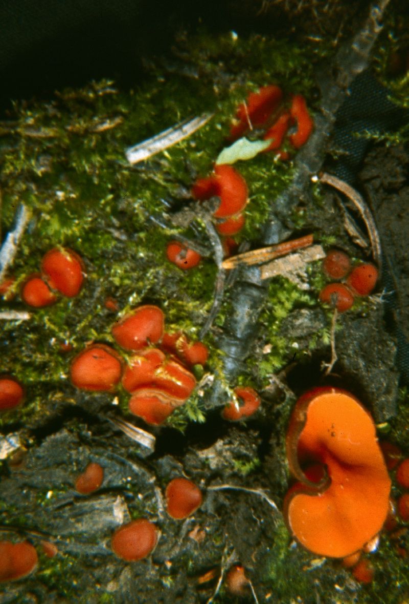 Scutellinia kerguelensis image