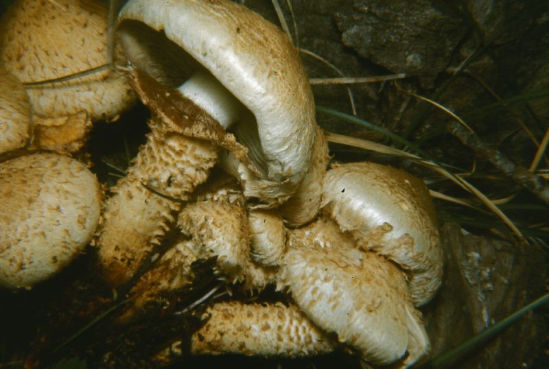 Pholiota barrowsii image