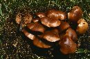 Kuehneromyces vernalis image