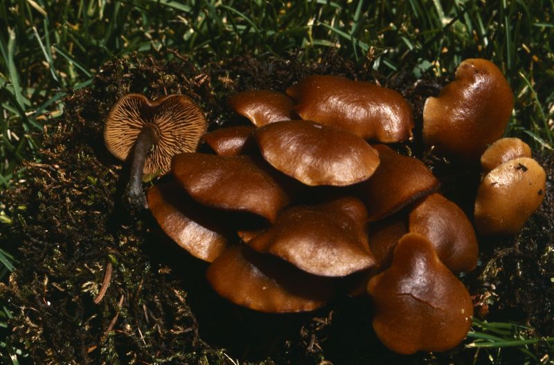 Kuehneromyces vernalis image