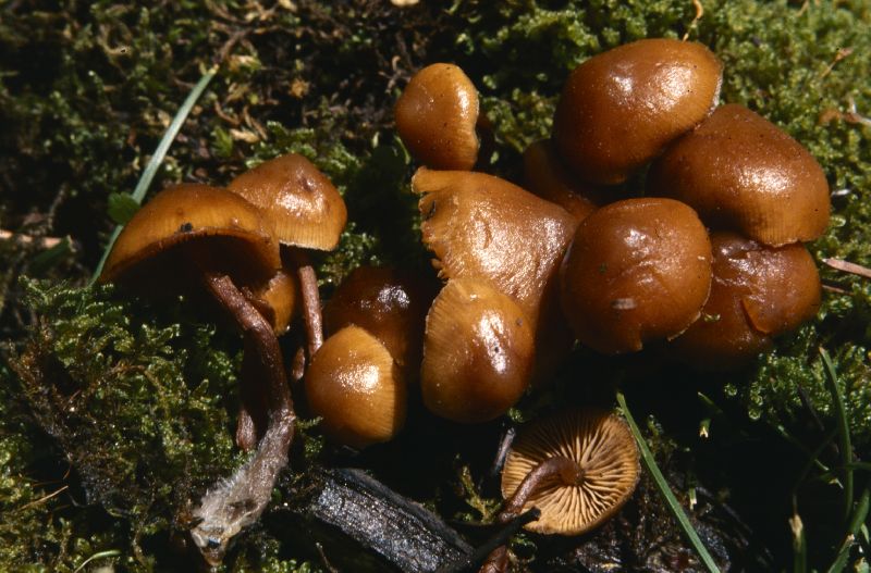 Kuehneromyces vernalis image