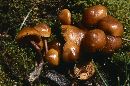 Kuehneromyces vernalis image