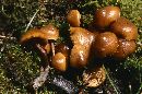 Kuehneromyces vernalis image