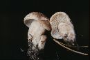 Tricholoma vaccinum image