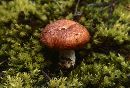 Lactarius olympianus image