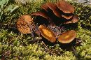 Kuehneromyces vernalis image