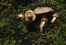 Pholiota spumosa image