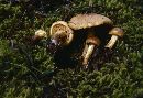 Pholiota spumosa image