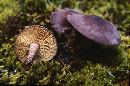 Calocybe onychina image