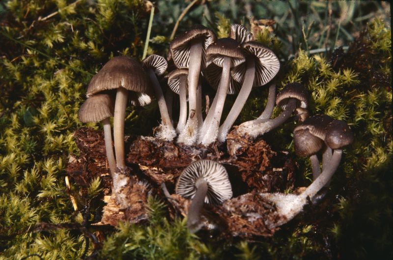 Mycena occidentalis image