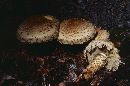 Pholiota squarrosa image