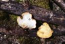 Polyporus varius image