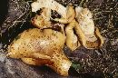 Pholiota adiposa image