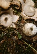 Geastrum triplex image