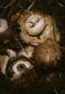 Geastrum triplex image