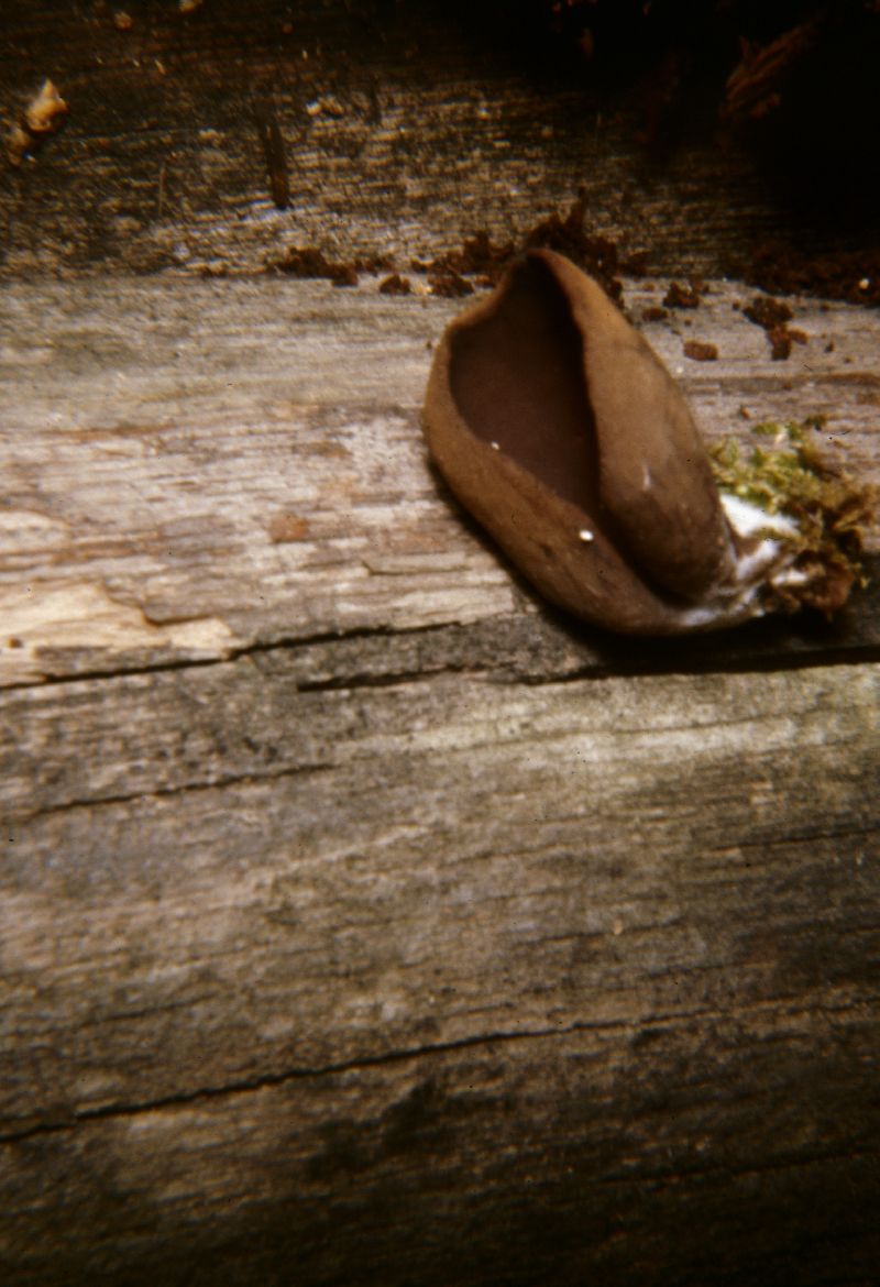 Otidea leporina image