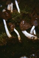 Helvella elastica image